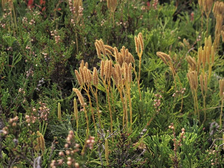 Diphasiastrum zeilleri